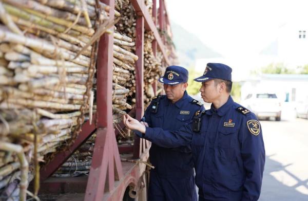 On January 1, 2024, Mengding Customs officers affiliated to Kunming Customs inspected and released imported raw sugar cane at Dawanjiang Sugar Factory in Gengma Autonomous County, Yunnan Province.